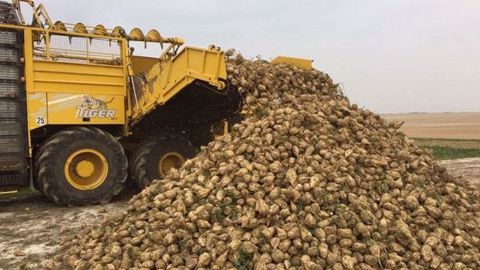 Les arrachages de betteraves ont commencé à la mi-septembre chez les producteurs Tereos. (©@Tereos)