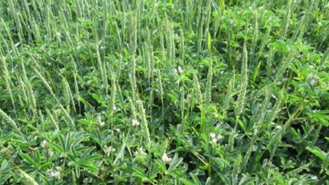 Associé aux céréales, le lupin reste propre et permet de produire un aliment riche en protéines (©Reine Mathilde) 
