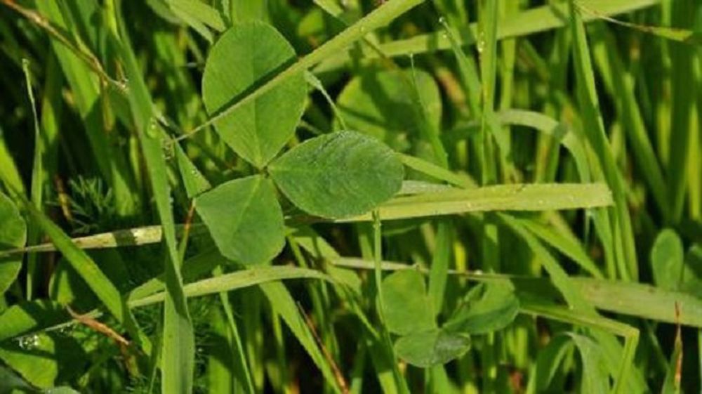 Les légumineuses mettent plus de temps à sortir que les graminées. Elles n'expriment parfois leur potentiel qu'à partir de la 2<sup>e</sup> année. (©Terre-net Média) 