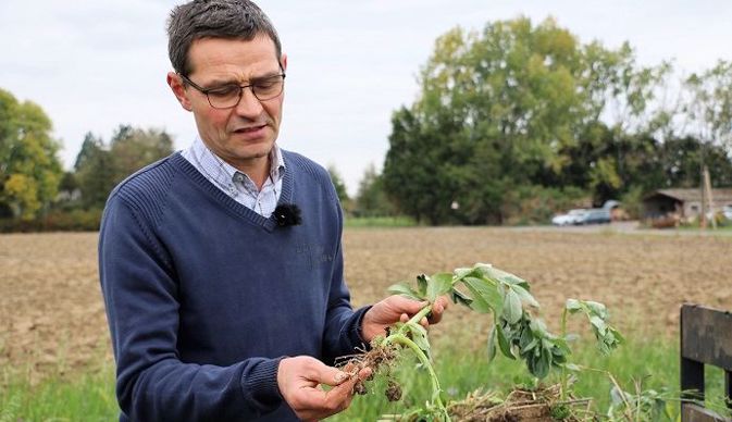 « La féverole permet de nourrir le sol et d'économiser des intrants chimiques.
