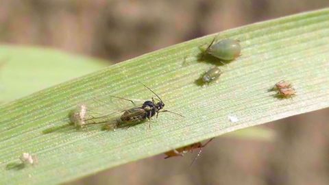 La surveillance des céréales à paille à l’automne vis-à-vis des pucerons est à démarrer dès la levée et est indispensable pour décider d’une intervention. (©Arvalis-Institut du végétal)