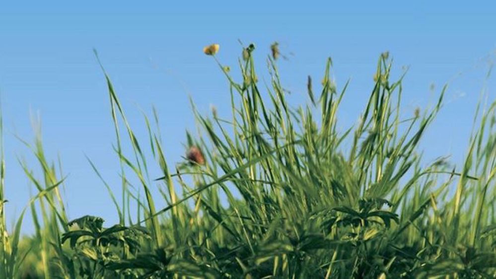 Le projet Inno4grass vise à faire progresser les systèmes herbagers européens (©Inno4grass)