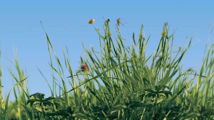 Le projet Inno4grass vise à faire progresser les systèmes herbagers européens
