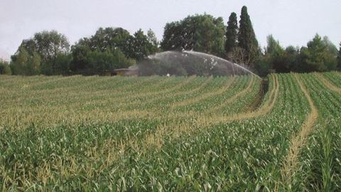 Côté production, la France renforce sa position de leader avec un programme à 58 500 ha et des résultats techniques à 97 % de l’objectif initial. (©AGPM-GIE)