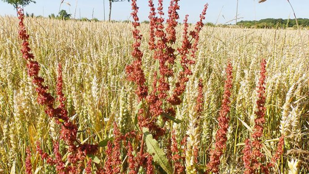  Arvalis préconise des passages d’automne afin de maintenir les parcelles propres et limiter les pertes de rendement liées à la concurrence des graminées. (©Arvalis-Institut du végétal)<span style="font-size: 14px; text-align: justify; color: #000000;"> 