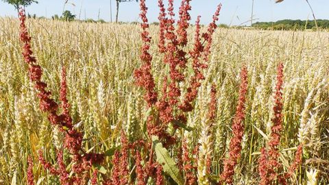  Arvalis préconise des passages d’automne afin de maintenir les parcelles propres et limiter les pertes de rendement liées à la concurrence des graminées. (©Arvalis-Institut du végétal)<span style="font-size: 14px; text-align: justify; color: #000000;"> 