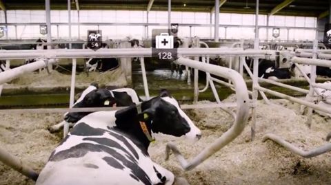 Grâce à un casque de réalité virtuelle, l'éleveur pourra visualiser les évènements inhérents à chaque animal en se promenant dans sa stabulation. (©Nedap) Grâce à un casque de réalité virtuelle, l'éleveur pourra visualiser les évènements inhérents à chaque animal en se promenant dans sa stabulation. (©Nedap)
