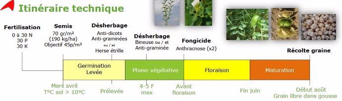 Itinéraire technique du pois chiche