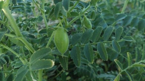 Cultivant déjà du pois vert, Nicolas Duflot s'est lancé dans le pois chiche en 2016. Cette culture est résistante à l'Aphanomyces et présente une meilleure valeur ajoutée que le pois vert. (©Pixabay) Cultivant déjà du pois vert, Nicolas Duflot s'est lancé dans le pois chiche en 2016. Cette culture est résistante à l'Aphanomyces et présente une meilleure valeur ajoutée que le pois vert. (©Pixabay)