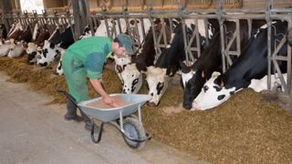 Amaigrissement, acétonémie, problèmes de reproduction : les risques liés aux débuts de lactation sont multiples. Si la complémentation peut aider, elle ne peut en revanche pas tout solutionner. (©Terre-net Média) Amaigrissement, acétonémie, problèmes de reproduction : les risques liés aux débuts de lactation sont multiples. Si la complémentation peut aider, elle ne peut en revanche pas tout solutionner. (©Terre-net Média)