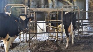 La complémentation des vaches laitières est un vaste sujet qui fait souvent débat. Les conseillers de la chambre d'agriculture de Bretagne répondent aux questions rencontrées sur le terrain. (©Terre-net Média) La complémentation des vaches laitières est un vaste sujet qui fait souvent débat. Les conseillers de la chambre d'agriculture de Bretagne répondent aux questions rencontrées sur le terrain. (©Terre-net Média)