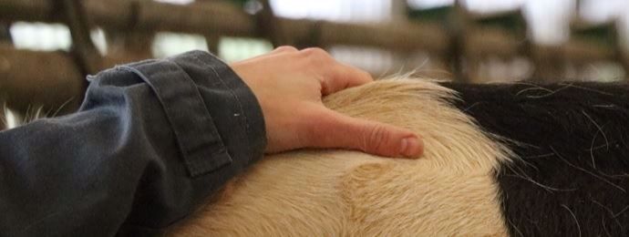 Les manipulations sont minimes sur les vaches laitières. Leur contention musculaire est faible, ce qui facilite l'accès aux structures mais leur porte aussi préjudice car ces structures ne sont pas suffisamment protégées.