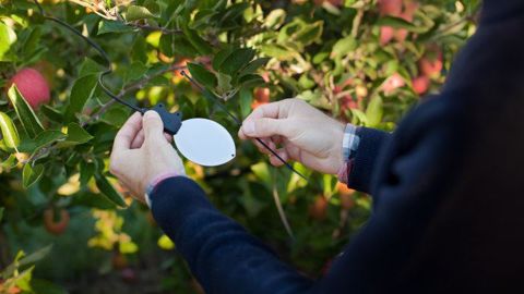 En plus de l’humectation et de l’hygrométrie, le capteur Leafcrop relève la température « humide » (©Sencrop) En plus de l’humectation et de l’hygrométrie, le capteur Leafcrop relève la température « humide » (©Sencrop)