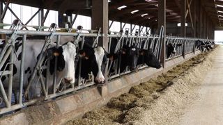 Si le concentré de production apporte + 0,5 kg de lait/kg de concentré, il faut veiller à ce qu'il ne fasse pas basculer la marge sur coût alimentaire dans le négatif... (©Terre-net-média) Si le concentré de production apporte + 0,5 kg de lait/kg de concentré, il faut veiller à ce qu'il ne fasse pas basculer la marge sur coût alimentaire dans le négatif... (©Terre-net-média)