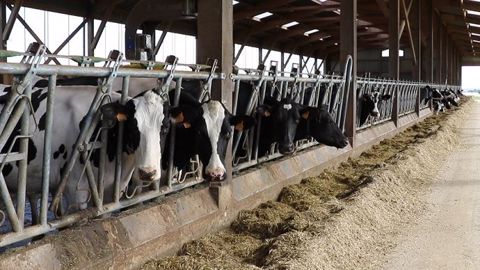 Si le concentré de production apporte + 0,5 kg de lait/kg de concentré, il faut veiller à ce qu'il ne fasse pas basculer la marge sur coût alimentaire dans le négatif... (©Terre-net-média)