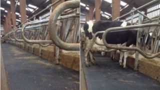 La marche d'alimentation évite à la vache d'être dérangée par le racleur lorsqu'elle mange. (©Bioret agri) La marche d'alimentation évite à la vache d'être dérangée par le racleur lorsqu'elle mange. (©Bioret agri)
