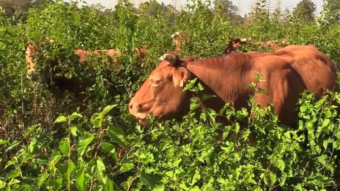 Le murier blanc permet aux éleveurs allaitants de l'Ariège d'améliorer leur autonomie alimentaire. En effet, cet arbre fourrager se pâture. Pour tester sa productivité, la chambre d'agriculture du département a implanté une bande test (25 000 pieds/ha) chez un éleveur.