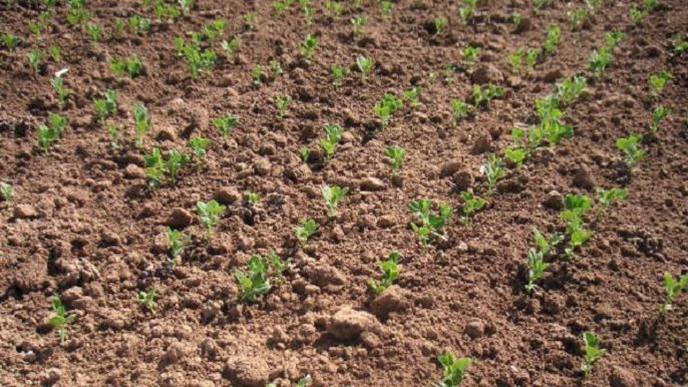 Le test de germination permet d'ajuster la densité de semis en fonction des défauts de faculté germinative des graines. (©Terre-net Média)