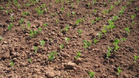 Le test de germination permet d'ajuster la densité de semis en fonction des défauts de faculté germinative des graines. (©Terre-net Média)