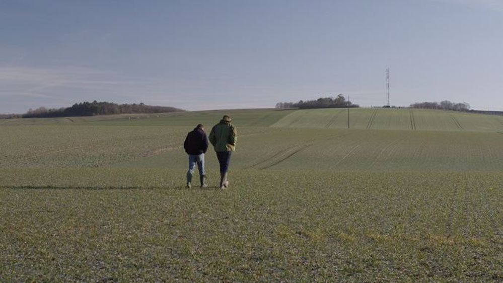 Le tour de plaine permet d'observer les levées d'adventices et d'estimer leur nuisibilité directe et indirecte. (©Bayer)
