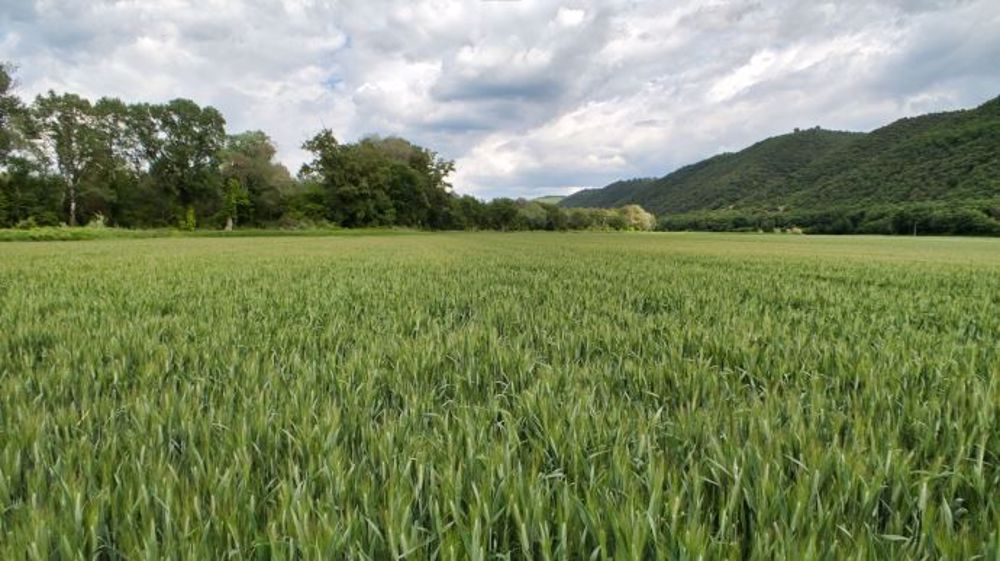 Au bilan, une stratégie de désherbage élaborée rapporte toujours plus qu'une stratégie plus simple. (©Bayer)