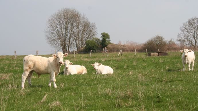 Vaches bovine, charolaise, pré
