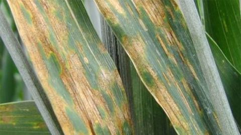 Dans une note commune, l'Inra, l'Anses et Arvalis-Institut du végétal font le point sur l'état des résistances aux fongicides utilisés pour lutter contre les maladies des céréales à paille pour la campagne 2019. (©Arvalis-Institut du végétal)