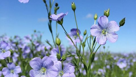 Arvalis-Institut du végétal met à disposition des agriculteurs son guide de culture du lin fibre de printemps pour la campagne 2019. (©Arvalis-Institut du végétal)