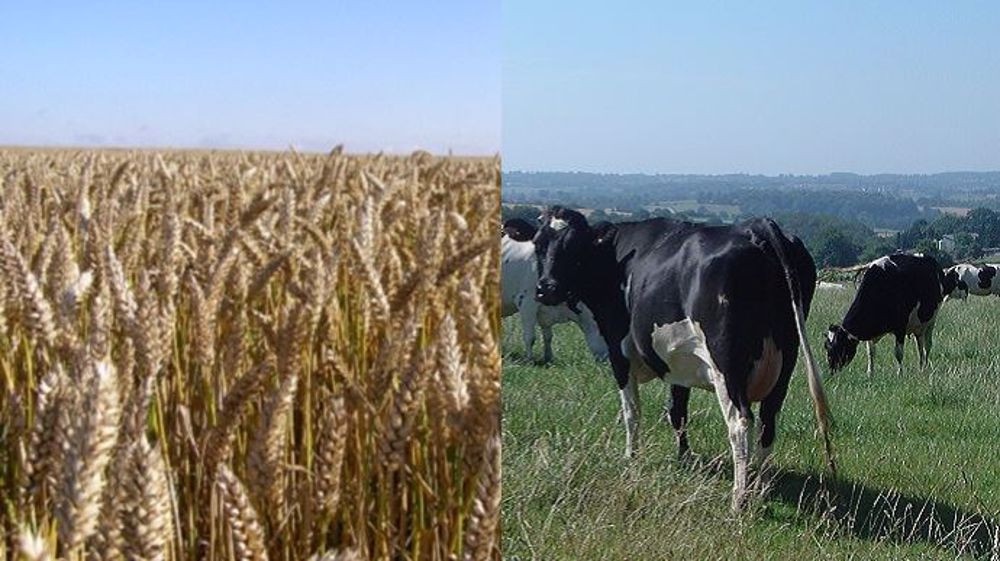 De décembre 2017 à décembre 2018, le prix du blé tendre a grimpé de + 31,9 % et celui du lait est resté stable. (©Terre-net Média)