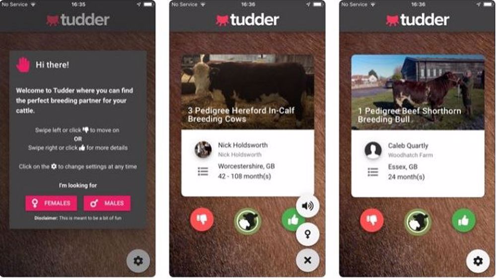 Tudder : le nouveau Tinder pour les bovins (©Hectare)