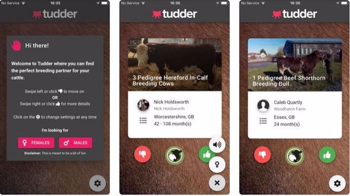Tudder : le nouveau Tinder pour les bovins