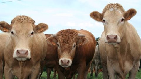 La « ferme France » conserve son statut de leader européen. (©Terre-net Média)