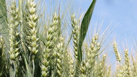 Pour les céréales, l'indice FAO des prix mondiaux s'affiche à 168,1 points, soit une petite augmentation depuis décembre. (©Terre-net Média) Pour les céréales, l'indice FAO des prix mondiaux s'affiche à 168,1 points, soit une petite augmentation depuis décembre. (©Terre-net Média)