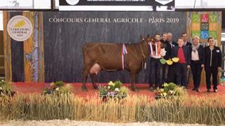 Hématie est la grande championne de la race rouge Flamande. (©Sia) Hématie est la grande championne de la race rouge Flamande. (©Sia)