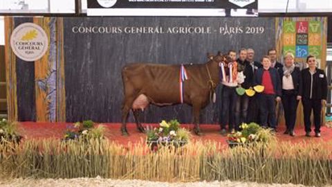Hématie est la grande championne de la race rouge Flamande. (©Sia)