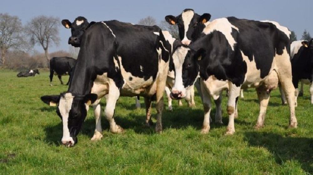 Avec le réchauffement climatique, la saison de pâturage dans le sud de l'Ille-et-Vilaine s’allongerait au début du printemps et à l’automne, « mais avec une rupture marquée en été ». (©Terre-net Média)