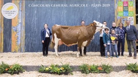 Cliquez sur la flèche pour lancer le replay du Concours de la race Montbéliarde Cliquez sur la flèche pour lancer le replay du Concours de la race Montbéliarde