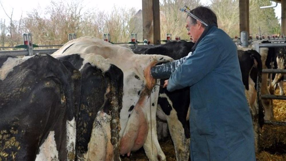 Si les entreprises de sélection devraient pouvoir proposer plus de choses aux éleveurs grâce à la mise en application du nouveau règlement zootechnique, le désengagement financier de l'État devrait quant à lui faire augmenter le prix des doses. (©Terre-net Média)