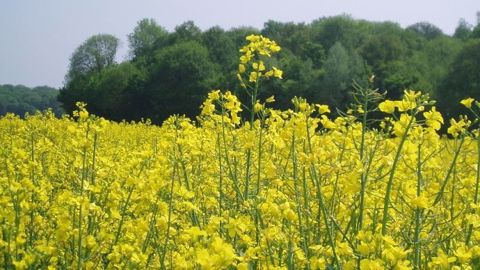 En Europe, les cours du colza sont soutenus à court-terme par la demande en biodiesel de colza sur la période hivernale. Mais cette demande devrait s’estomper en avançant vers le printemps. (©Terre-net Média)