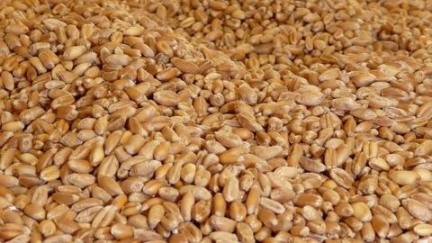 La France doit-elle diluer ses exportations sur la scène mondiale ou bien cibler certains pays où elle est déjà bien implantée ? C'est la question que France export céréales s'est posée lors de sa 10<sup>e</sup> journée export ce mercredi 20 mars. (©Terre-net Média)