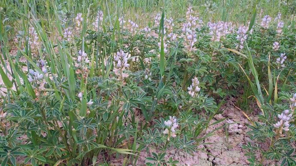 Les légumineuses améliorent la fertilité du sol par une meilleure activité microbienne (ici du lupin associé à l’orge). (©Nathalie Tiers)