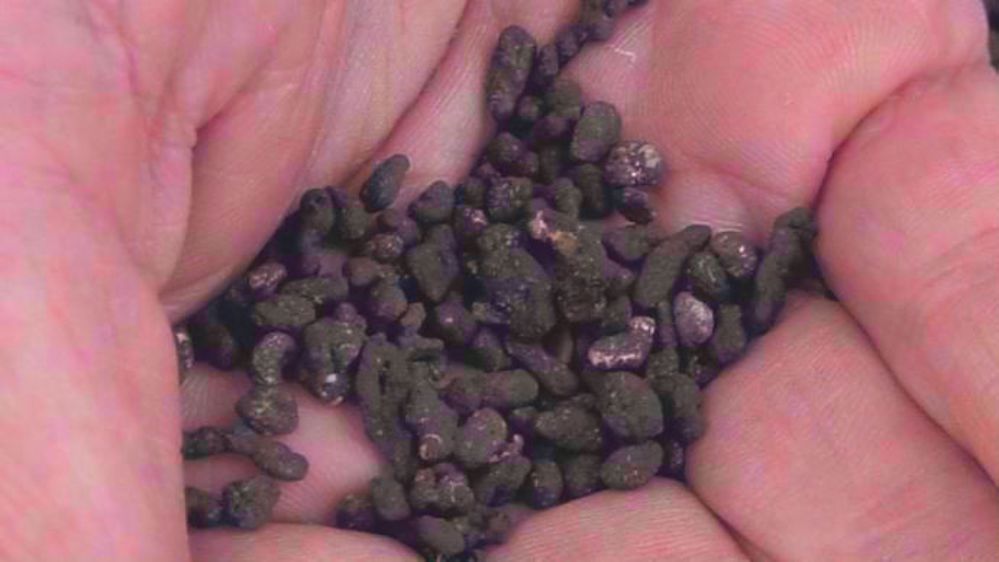 Les sclérotes tombent au sol à la récolte et y restent pendant 6 à 10 ans. (©Bayer)