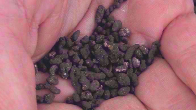 Sclérotes de colza