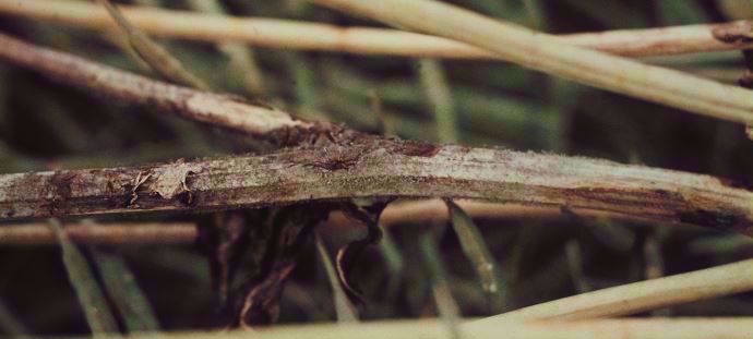 Symptômes de sclérotinia sur tige de colza.