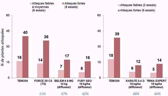 Efficacité sur taupins des solutions insecticides disponibles