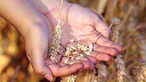 Différents leviers (privés et publics) doivent se cumuler pour gérer les risques en agriculture. (©Marzena P. Pixabay)