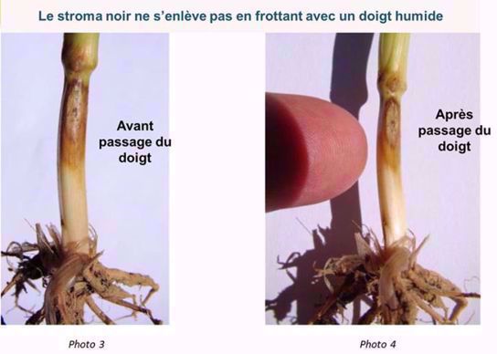 Piétin verse