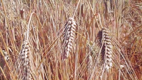 Le versement des aides bio 2018 a démarré le 27 mars 2019 selon le ministère de l'agriculture. (©@Alexcarre49) Le versement des aides bio 2018 a démarré le 27 mars 2019 selon le ministère de l'agriculture. (©@Alexcarre49)