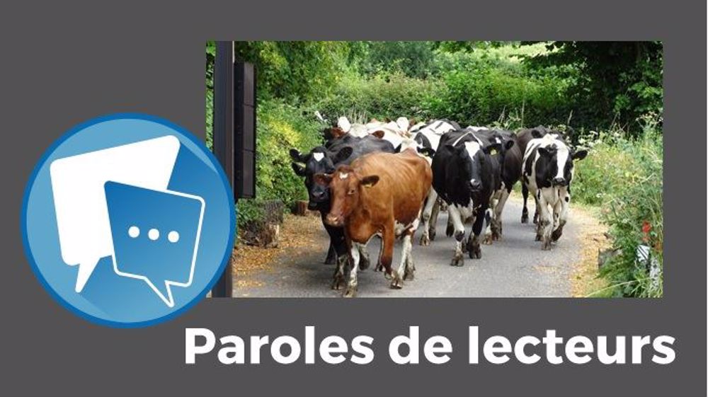  « Les vaches qui utilisent les feux tricolores produiront-elles du lait chocolaté ? », demande Patrice Brachet. (©CC // Création Terre-net Média)
