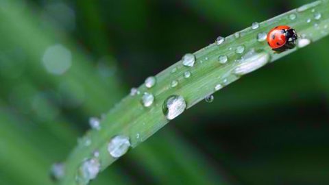 L’arrivée de pluies dans le sud de l'Europe, limite le déficit hydrique. (©Denis Doukhan/Pixabay)